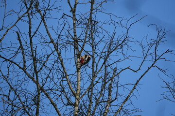 bonte specht, woodpecker, in the winter woods of waalre noord brabant the netherlands