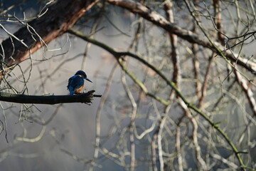 portrait of a common kingfisher sitting on a branch in waalre the netherlands (meertjesven)