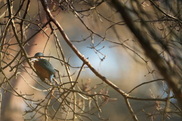 portrait of a common kingfisher sitting on a branch in waalre the netherlands (meertjesven)