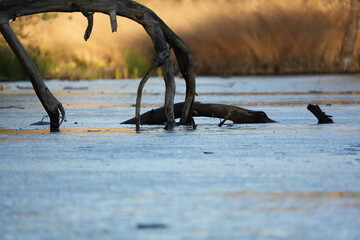 branches frozen in the lake, winter landscape portrait on a sunny day - waalre, the netherlands, meertjesven