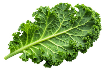 A vibrant detailed close up of a single fresh kale leaf with intricate edges