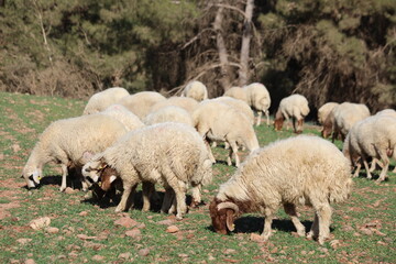 Fototapeta premium Flock of domestic sheep and young lambs grazing on a green pasture in the countryside
