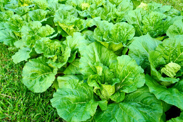 Mustard greens in a garden bed, naturally grown and exposed to gentle sunlight. These vegetables are a rich source of vitamins A, C and K.