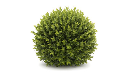 Lush green spherical bush, perfectly trimmed, isolated on white for landscaping and garden design