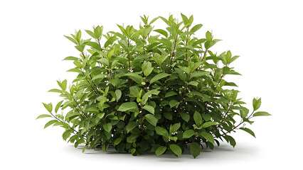Fresh green bush with dense foliage and small white berries, isolated on a clean white background. Botanical element for design.