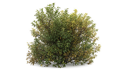 Dense green shrub with natural foliage, showing hints of yellow, isolated on a clean white background