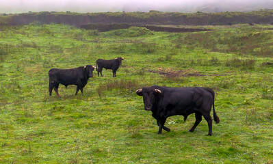 cows in the field