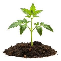 A vibrant young tomato plant growing from rich soil isolated on transparent background high quality