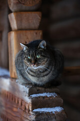 Portrait of a tabby cat with green eyes on a snowy wooden ledge