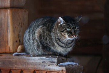 Watchful Tabby Cat Resting on a Rustic Wooden Ledge