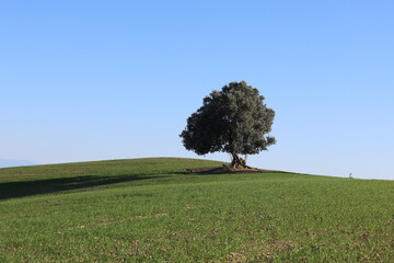 Lone old Olive Tree Standing on a Green Grassy Hillside under a Clear Blue Sky in rural area