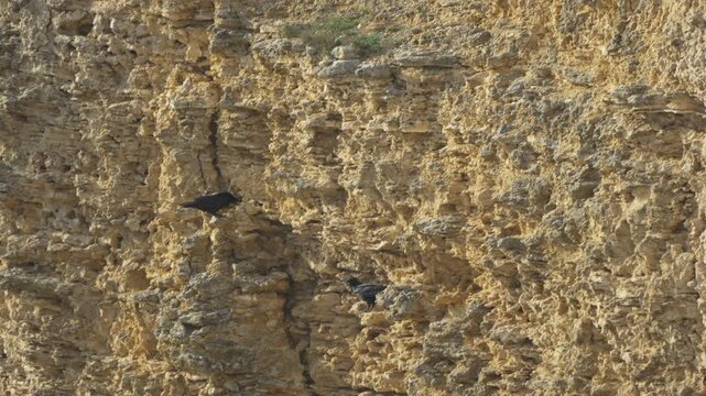 Crows cliff flying, two black corvids take flight from steep yellow limestone rock face over the blue ocean.
