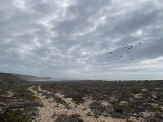 seagull in the sky besides Sandy Coastal Path Along the Atlantic Ocean in Nazar&eacute;, Portugal
