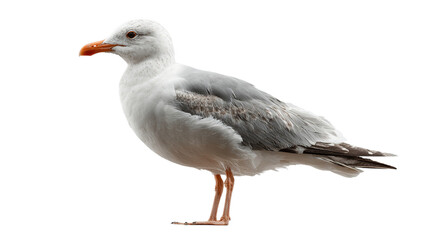 Obraz premium A detailed profile shot of a seagull with a gray and white plumage and an orange beak on a transparent background.