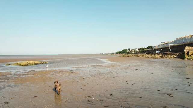 Aerial view of a playful dog bounding across the expansive, muddy flats of Sandymount Beach, juxtaposed against the serene, clear sky, Sandymount Beach, County Dublin, Ireland.