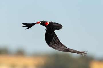 Euplecte à longue queue