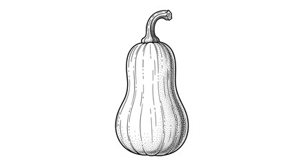Classic botanical sketch of a whole butternut squash or pumpkin with a curved stem for autumn harvest and kitchen themes.