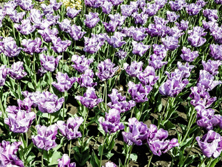 Obraz premium Pink tulips as nature background.