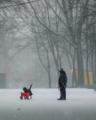 A winter walk with pets: a dog owner watches his pets play under the falling snow. The photo highlights the importance of active recreation with pets in any weather and the cozy atmosphere of a winter