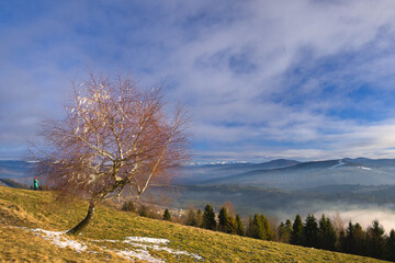Autumn mountain landscape with a lone birch tree and a hiker in the Beskids, Poland