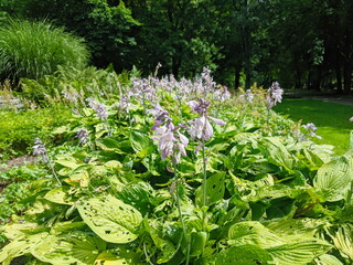 splendid blossoming hosta in landscape