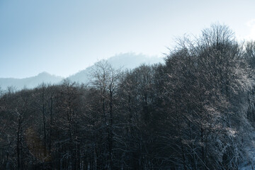 Snow-covered evergreen forest with mist and fog in  the Mountains