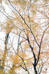 Fototapeta premium 紅葉した木