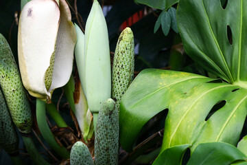 Close up of Monstera deliciosa fruit and flower surrounded by large tropical green leaves. Exotic botanical detail showing spadix and foliage in lush natural environment. © cholifah