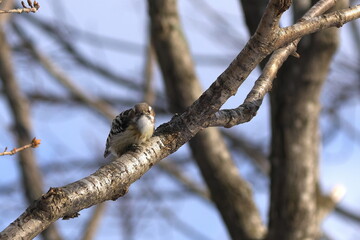 枝の上でこちらを見ているコゲラ