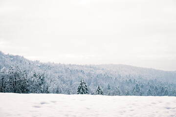 Winter landscape with forest and snow