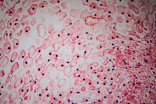Microscopic image of heart muscle tissue stained in red, showing branched muscle fibers, centrally located nuclei, and intercalated discs for histological analysis.