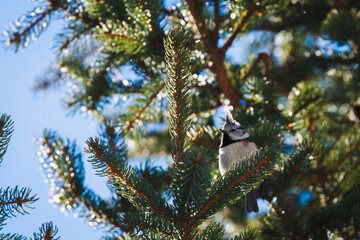 a crested tit perched on a twig from a spruce at a warm sunny winter day © DoreenB. Photography