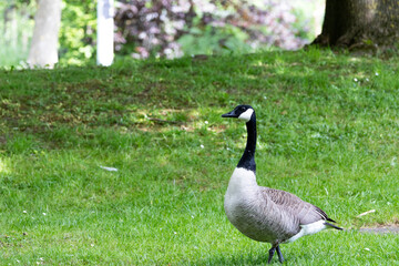 A watchful Canada goose (Branta canadensis) stands in the tall grass under trees