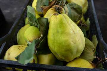 Fresh Yellow Quince Fruit With Green Leaves In Plastic Crate
