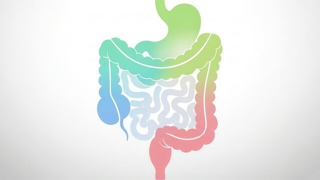 human gastrointestinal tract