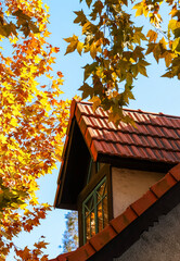 The sycamore leaves in the afternoon sun