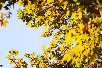 The sycamore leaves in the afternoon sun