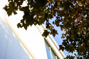 The sycamore leaves in the afternoon sun