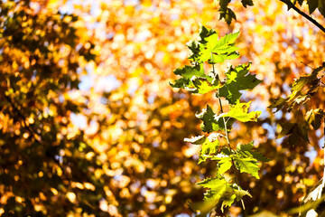 The sycamore leaves in the afternoon sun