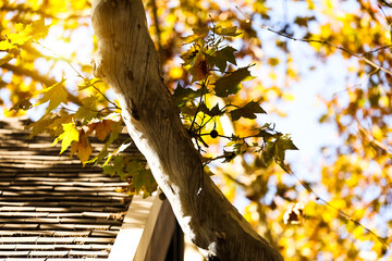 The sycamore leaves in the afternoon sun