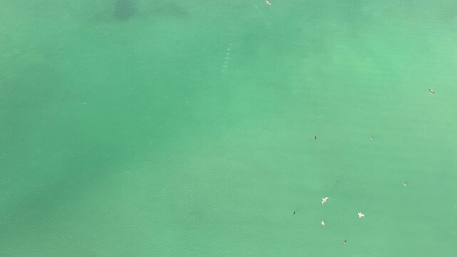 vista a&eacute;rea de una gaviotas cazando peces en el mar	