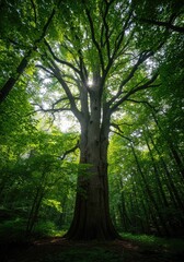 Obraz premium A massive, ancient tree stands tall in a dense, lush forest. Sunlight filters through the green canopy, creating a peaceful, natural scene ,landscape ,summer ,lush