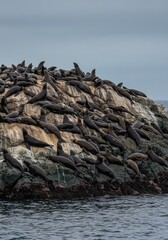 Fototapeta premium A massive gathering of sea mammals resting closely together on gray coastal rocks. Breeding season activity and natural wildlife habitat ,shore ,wild ,rock