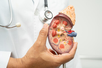 Cardiovascular disease CVD, Asian doctor holding human anatomy model for learn and treat heart disease.
