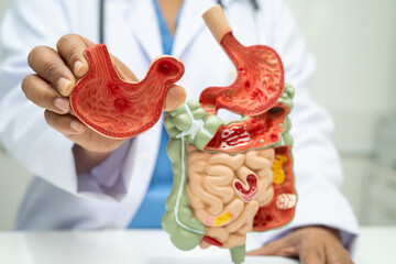 Digestive system with stomach and intestine, Asian doctor holding human anatomy model for study diagnosis and treatment in hospital.