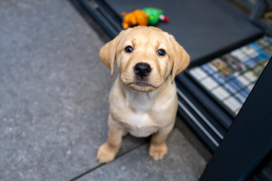 A tough little Labrador puppy looking up; Labrador Retriever, dog, animal, pet, companion animal, mammal, domestic dog, guide dog, dog with a mission