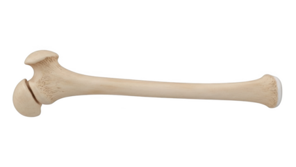 Human femur bone isolated on black background human bone anatomy