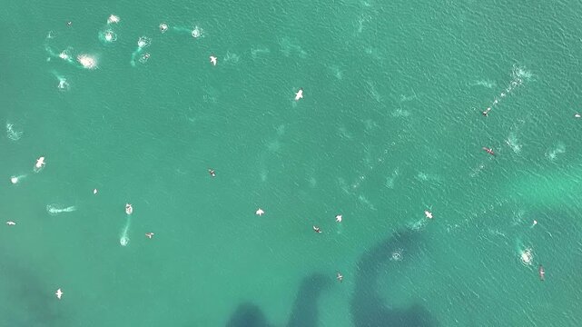 vista a&eacute;rea de una gaviotas cazando peces en el mar