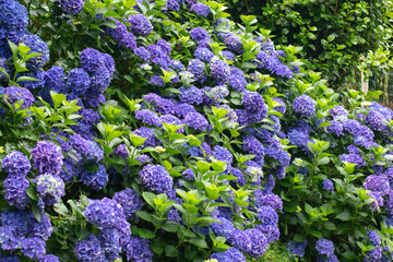 Blue hydrangea macrophylla bushes in full bloom