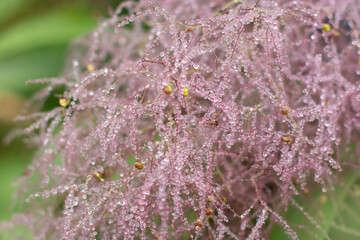 Cotinus coggygria flower plume with leaves after rain